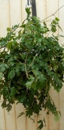 Cissusrhombifolia-Warentuinnatuurlijk