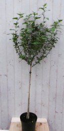 HibiscusopstamRoze180cmstam80cm-Warentuinnatuurlijk