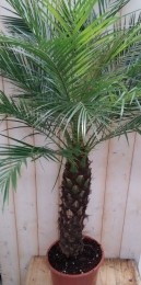 PhoenixRoebeleniiDwergdadelpalmPalmboom120cmkanbinnenenzomersbuiten-Warentuinnatuurlijk