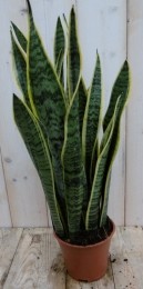 KamerplantVrouwentongSansevieriageelbont50cm-Warentuinnatuurlijk