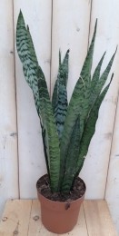 KamerplantVrouwentongSansevieriadonkergroen50cm-Warentuinnatuurlijk
