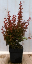 Berberisrood40cm-Warentuinnatuurlijk