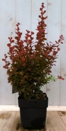 Berberisrood40cm-Warentuinnatuurlijk