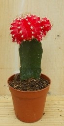 3stuksKamerplantCactusRoodoranjemini-Warentuinnatuurlijk