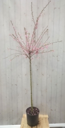 PrunusBloeiendop70cmstamWarentuinNatuurlijk-Warentuinnatuurlijk