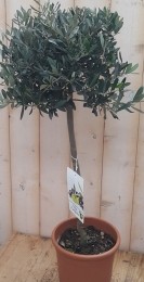 OlijfboomOlea100cm-Warentuinnatuurlijk