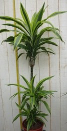 KamerplantDrakenbloedboomDracaenaFragransGeel-Groen120cm-Warentuinnatuurlijk