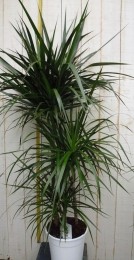 KamerplantDrakenbloedboomDracaenaMarginatasmalbladGroen120cm-Warentuinnatuurlijk