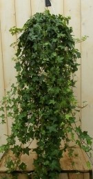 Hangklimop100cm-Warentuinnatuurlijk