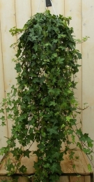Hangklimop100cm-Warentuinnatuurlijk