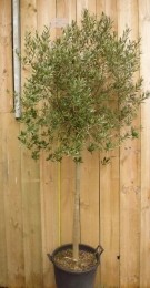OlijfboomOleastamhoogte70cmenboomhoogte230cm-Warentuinnatuurlijk