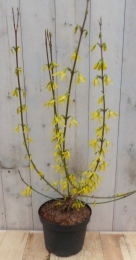 ChineseKlokjeForsythia80cmWarentuinNatuurlijk-Warentuinnatuurlijk