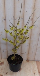ToverhazelaarHamamelis40cmGeelWarentuinNatuurlijk-Warentuinnatuurlijk