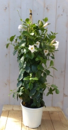 DipladeniaMandevillaSundavillewit90cm-Warentuinnatuurlijk