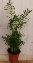 KamerplantMexicaanseDwergpalmChamaedorea-Warentuinnatuurlijk