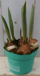 3stuksTulpgeelVoorjaarsbollenWarentuinNatuurlijk-Warentuinnatuurlijk