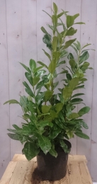 PrunusRotundifolia100cmLaurierWarentuinNatuurlijk-Warentuinnatuurlijk