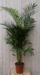 KamerplantArecapalm160cm-Warentuinnatuurlijk