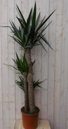 KamerplantYucca160cm-Warentuinnatuurlijk