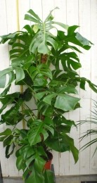 Monsteradeliciosa120cmkamerplantGatenplantWarentuinNatuurlijk-Warentuinnatuurlijk