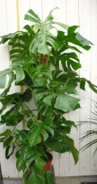KamerplantMonsteradeliciosa120cm-Warentuinnatuurlijk