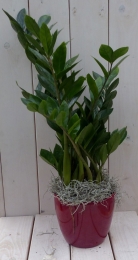 Zamioculcasindonkerrodepot55cm-Warentuinnatuurlijk