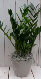 Zamioculcasintaupepot55cm-Warentuinnatuurlijk