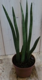 KamerplantVrouwentongSansevieria50cm-Warentuinnatuurlijk