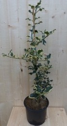 Hulstwitbont80cm-Warentuinnatuurlijk