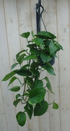 HangplantEpipremnumdonkergroen-Warentuinnatuurlijk