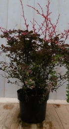 Berberisrood70cm-Warentuinnatuurlijk