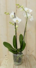 VlinderorchideeTweeTakkenwit60cm-Warentuinnatuurlijk