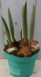 3stuksTulproodVoorjaarsbollenWarentuinNatuurlijk-Warentuinnatuurlijk