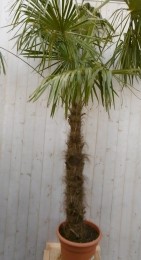 WinterhardePalmboomstamhoogte150cmenhoogte300cm-Warentuinnatuurlijk