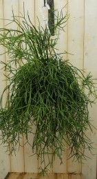 Rhipsalistrigona-Warentuinnatuurlijk