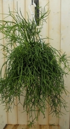 HangplantRhipsalistrigonaKamerplantKoraalcactusWarentuinNatuurlijk-Warentuinnatuurlijk