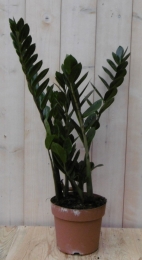 KamerplantZamioculcas60cm-Warentuinnatuurlijk