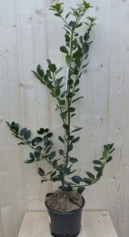 Hulstgroen80cm-Warentuinnatuurlijk