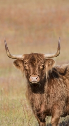 Tuinschilderijhooglrechts130x70Customize-it-Customizeit