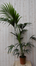 KamerplantKentiapalm120cm-Warentuinnatuurlijk
