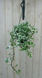 HangplantEpipremnumgroenwitWarentuinNatuurlijk-Warentuinnatuurlijk