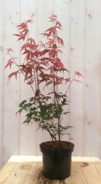 Japanseesdoornroodgrootblad90cmstruikje-Warentuinnatuurlijk
