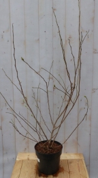 MagnoliaStellataTulpenboomstruik-Warentuinnatuurlijk