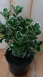 KardinaalsmutsEuonymuswitbont30cmWarentuinNatuurlijk-Warentuinnatuurlijk