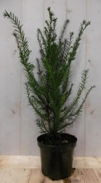 Taxus70cmWarentuinNatuurlijk-Warentuinnatuurlijk