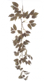 KunsttakMountainleafgarlandgreen122cm-Buitengewoondeboet
