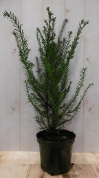 Taxus70cmWarentuinNatuurlijk-Warentuinnatuurlijk