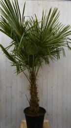 WinterhardePalmboomstamhoogte50cmenhoogte180cm-Warentuinnatuurlijk