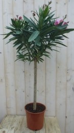 Oleanderopstam100cm-Warentuinnatuurlijk