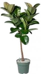 FicusMakana-SofiaOpStamPotmaat27H120-130kamerplantBeautanicLifestyle-Beautaniclifestyle